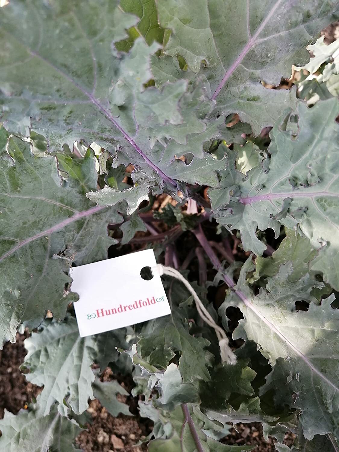 500 Organic Red Russian Siberian Kale Seeds Brassica Napus Heirloom Non-GMO Vege