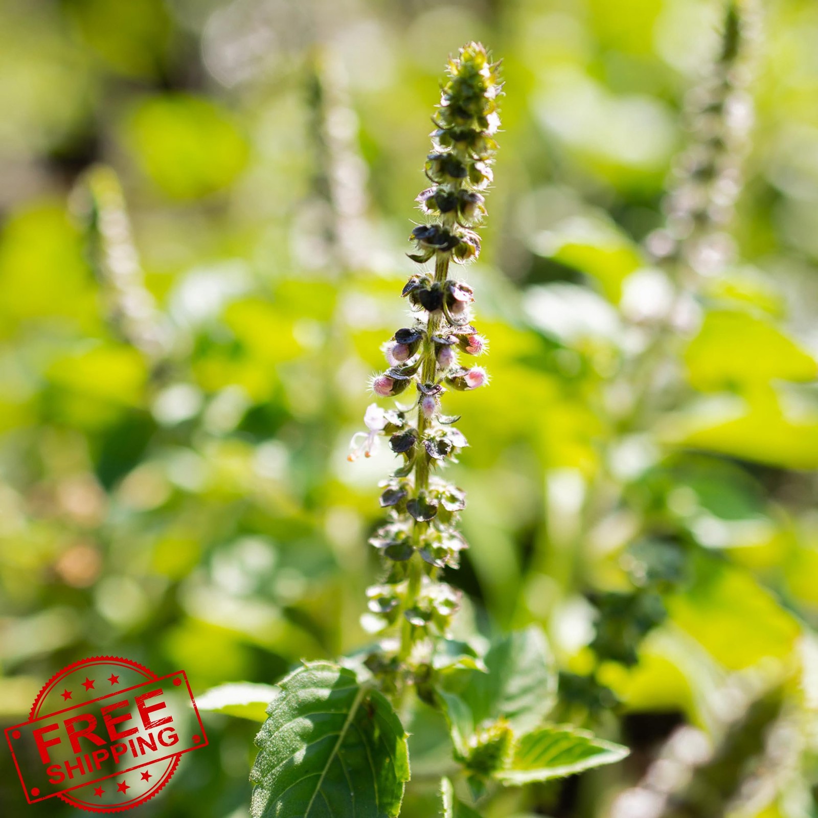 Banyan Botanicals Organic Tulsi Seeds Kapoor Holy Basil Kapoor Tulsi Non-GMO …