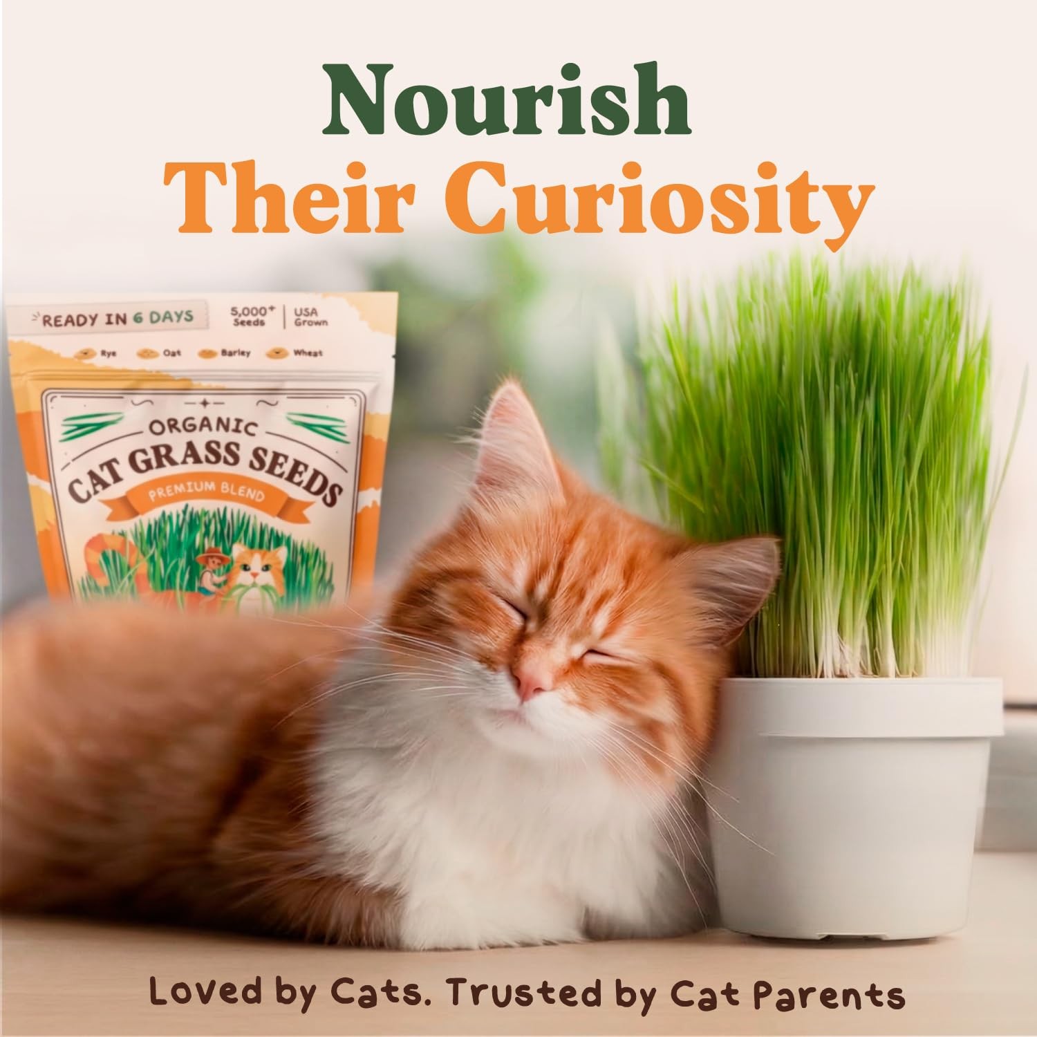 Organic Cat Grass Seeds for Planting, Non-GMO Wheat, Oat, Rye, and Barley Cat…
