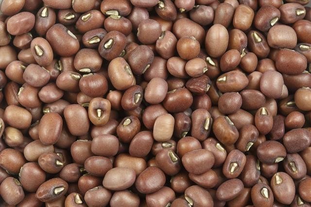 Brown Mung Bean Seeds (2 lb) / Bush Bean / Bean Sprouts / Sprouting seeds