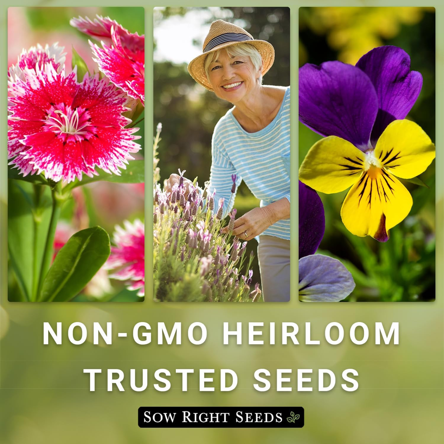 – Bulk Mixed Cosmos Seeds for Planting – 2 Ounce, 8500 Seeds – Non-Gmo Heirloom