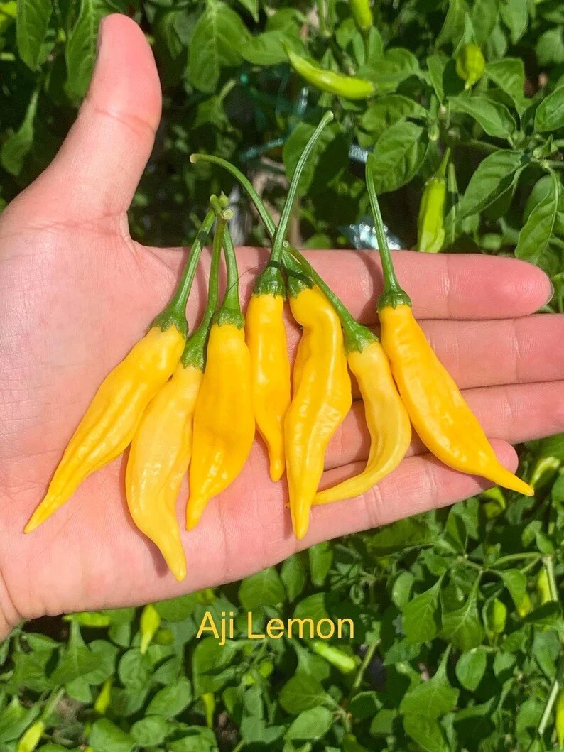 Aji Lemon Pepper Seeds
