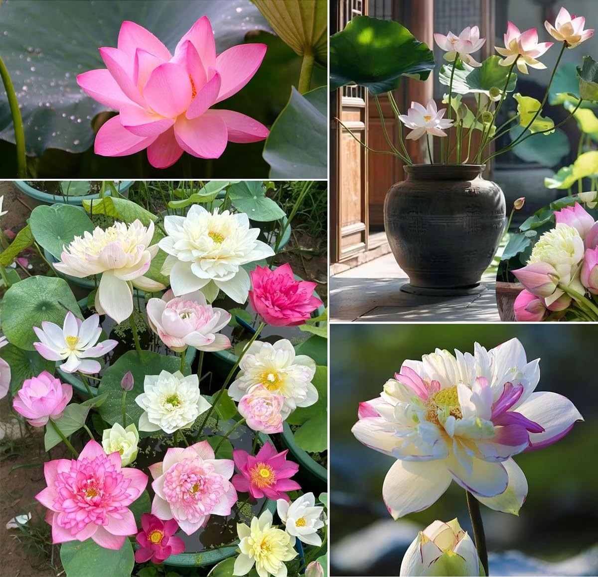 15+ Mix Bonsai Bowl Lotus Seeds Water Lilys Flower Plant Lotus Seed Blooms Ha…