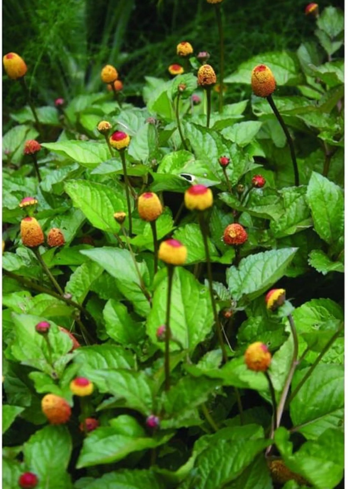 Toothache Plant Organic {Spilanthes acmella o.} 40+ seeds Free U.S. Shipping!