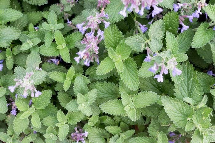 1000+ CATNIP SEEDS —- PERENNIAL ———– HEIRLOOM —- HERB