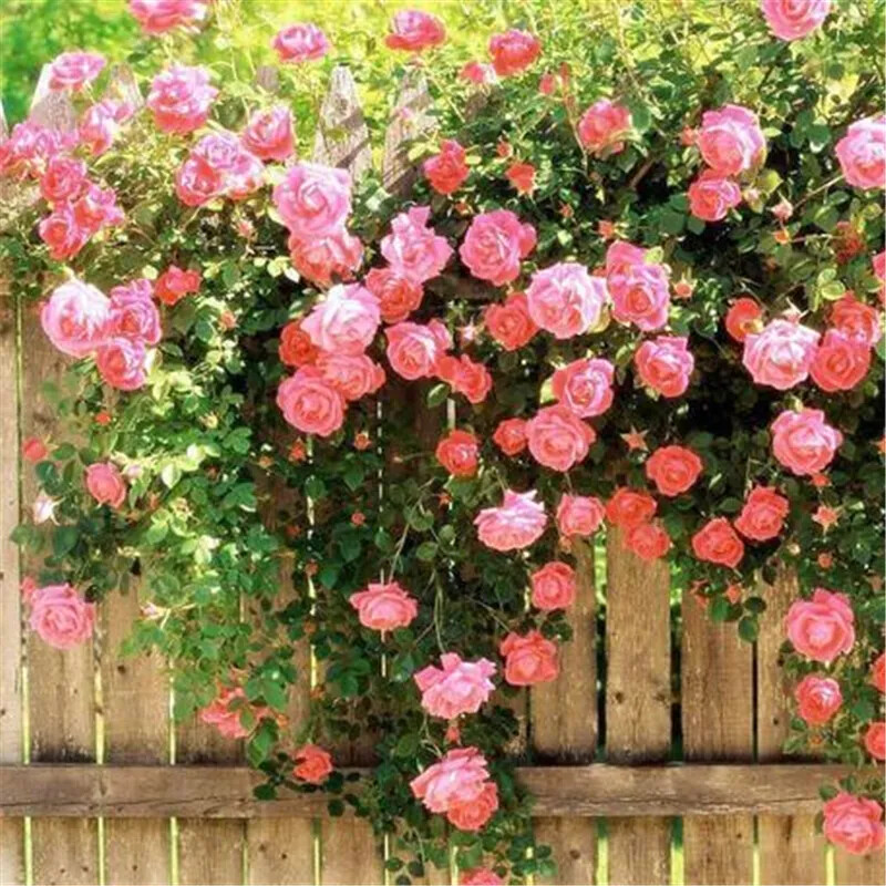 25 CLIMBING ROSE SEEDS Garden Plant Flower rare exotic USA seller FREE shipping