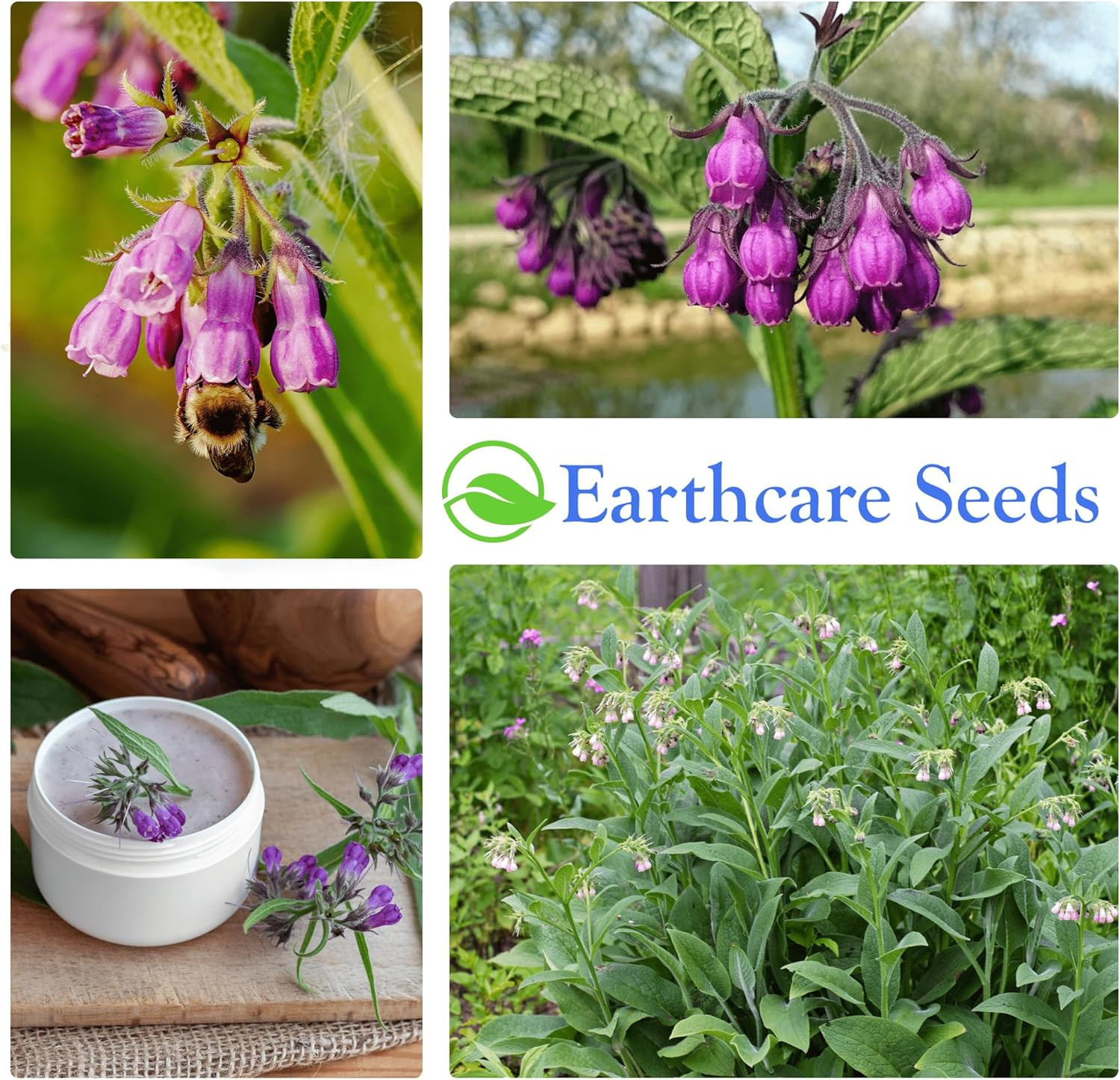 True Comfrey 50 (Symphytum Officinale) Non GMO, Heirloom