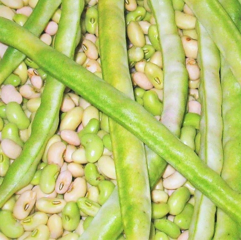 Texas Cream 8 Cowpea Seeds | Southern Field Cream Pea Crowder Bean Seed 2024