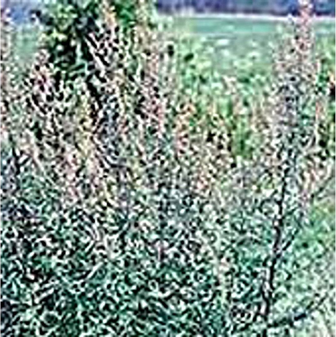 Mugwort Seeds (20+ Seeds) | Non GMO | Vegetable Fruit Herb Flower Seeds for Plan