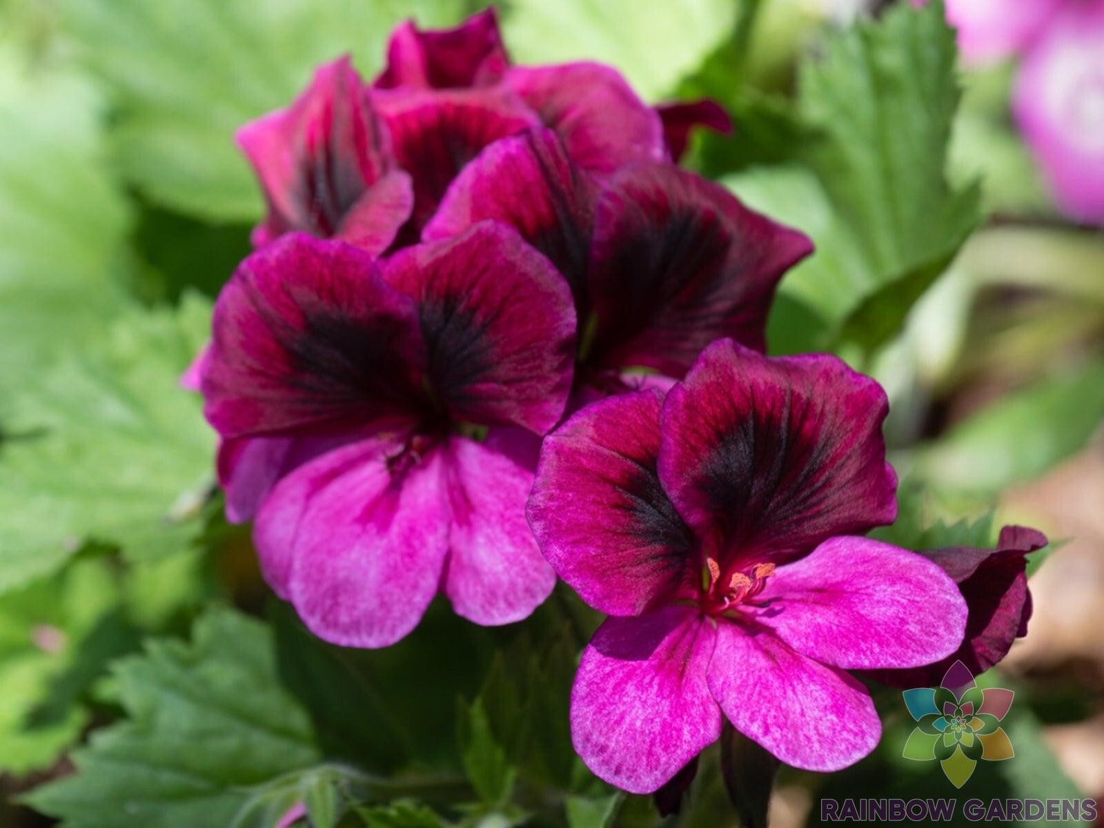 25+ Martha Washington Regal Geranium Seeds for Garden – USA – FREE SHIPPING!