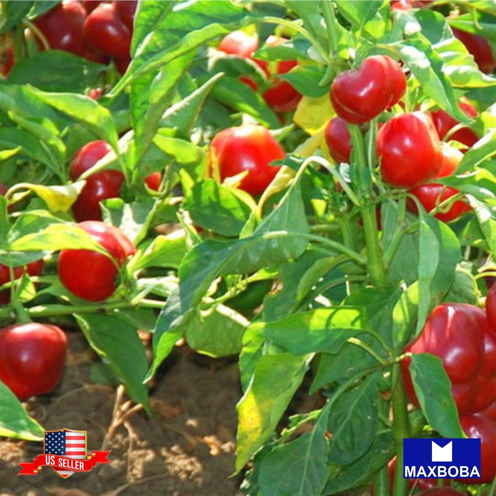 Pepper Seeds – Hot – Large Red Cherry Hot Non-GMO Heirloom Vegetable