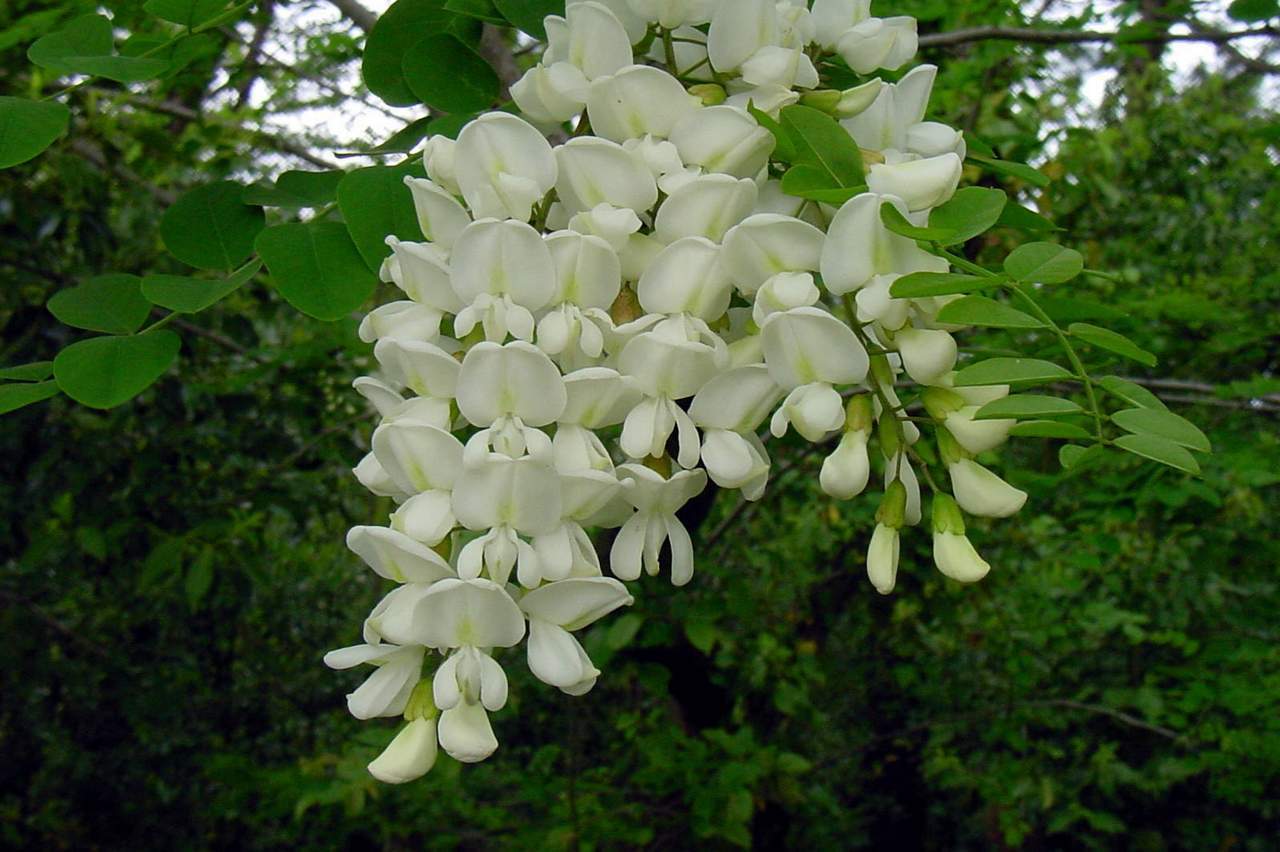Robinia Pseudoacacia Tree 150 Seeds Fragrant Cold Hardy Black Locust