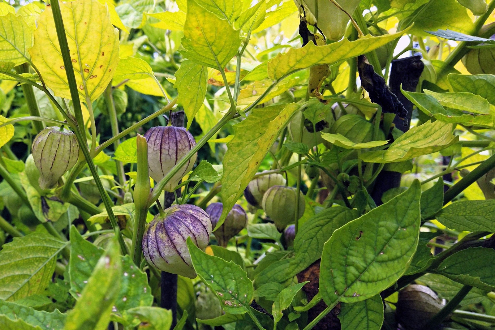 50 PURPLE TOMATILLO Physalis Ixoxcarpa Vegetable Seeds *Flat S/H