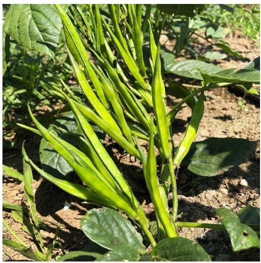 New 2026 Cluster/Guar beans seeds – 25 Seeds – Open pollinated – Free Shipping