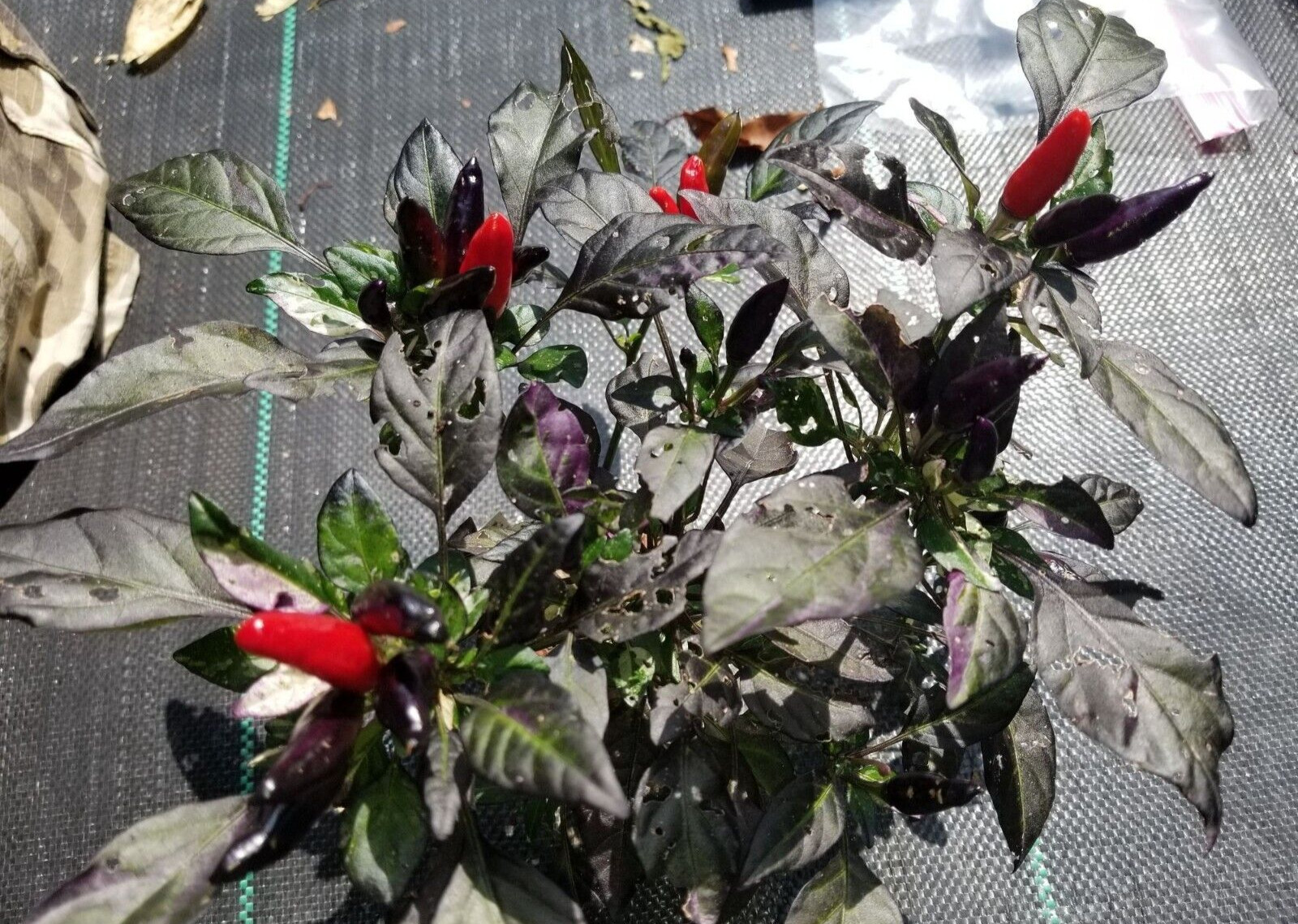 Midnight Mass Pepper 12 Seeds