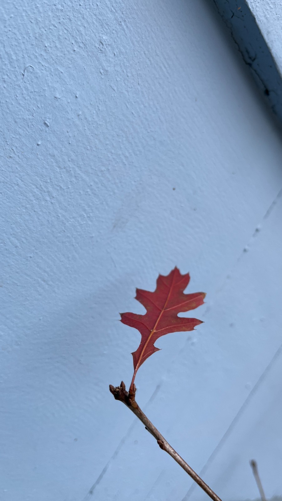 Exact plant #7, Pin Oak 6 year old tree (Quercus palustris) bareroot