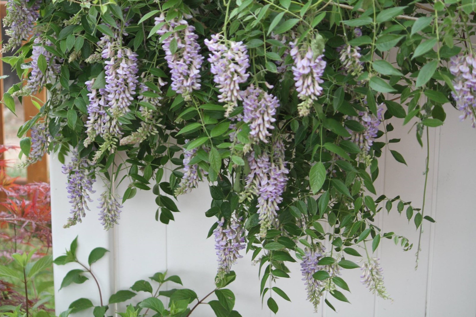 Lot of 50 Kentucky Wisteria Vine Seeds Purple Hardy Vining Perennial Plant