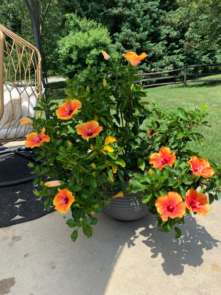 Hibiscus Fiesta Live Plant – 4-6″ Tall – Tropical Flowering Houseplant for Garde