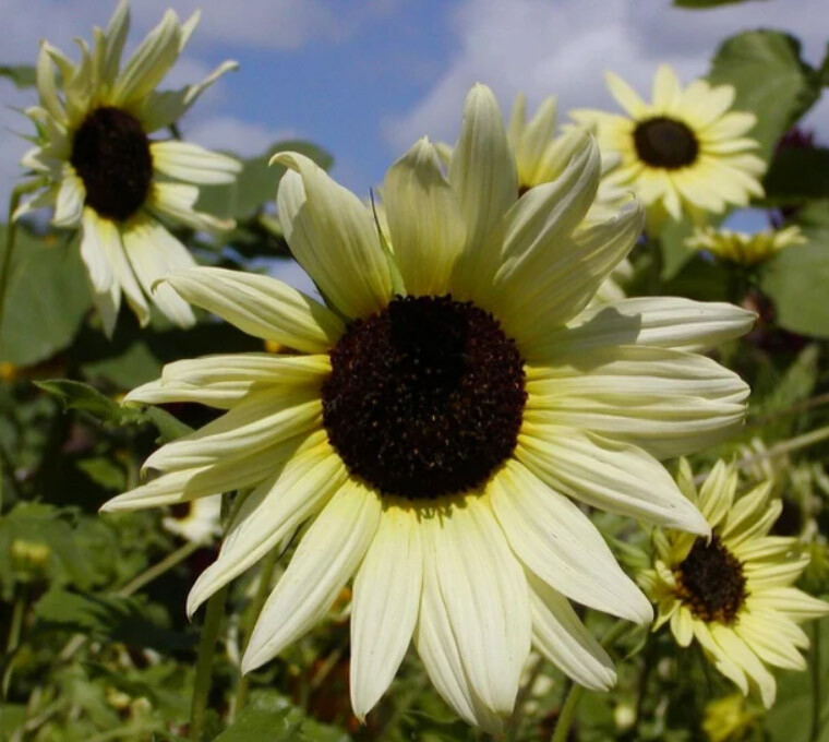 Sunflower ICE CREAM (Like Italian White) Tender Perennial Heirloom 200 Seeds!
