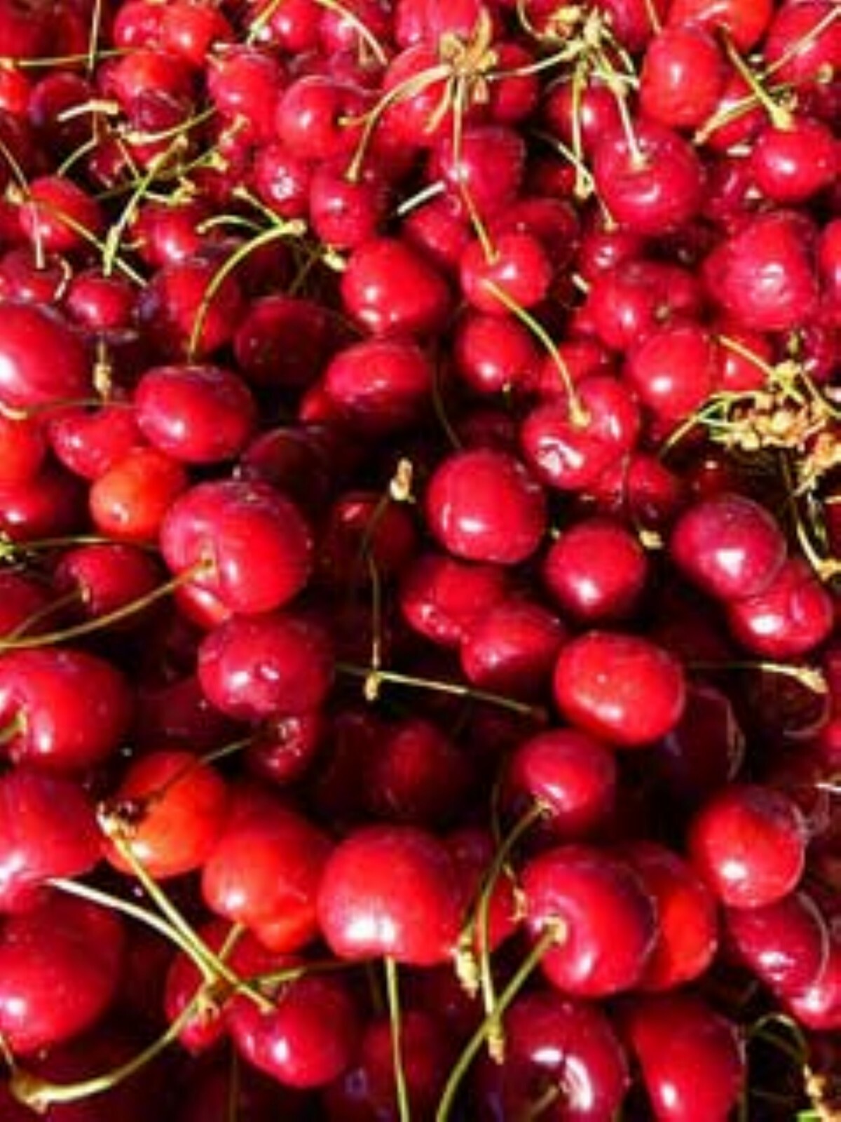 Prunus Avium (Wild Sweet Cherry) 1-2 year old plant rooted, bare root