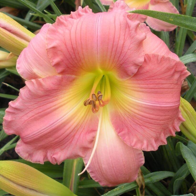 2 – JOLYENE NICHOLE Daylily Perennial Flower Bulb Bare Root Plants