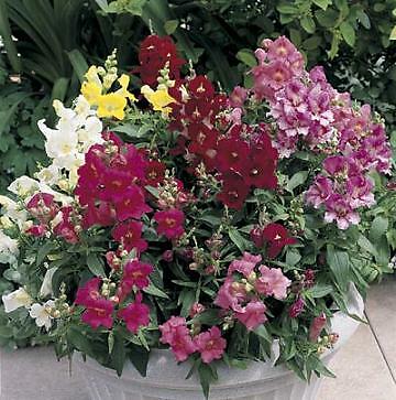 Snapdragon Bells Baby Mix 2,000 seeds