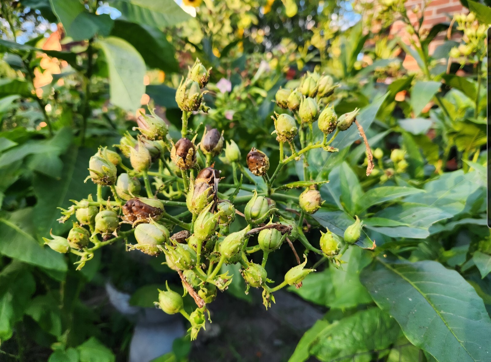 Nicotiana Tabacum (American 572)