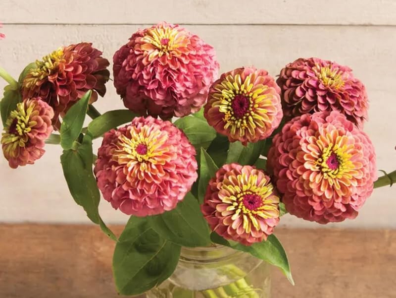 Queen Lime Zinnia Seeds 80+ Red Flowering Plants for Garden