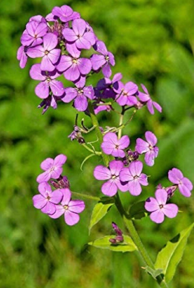 Dames Rocket (Wild Flox) seeds