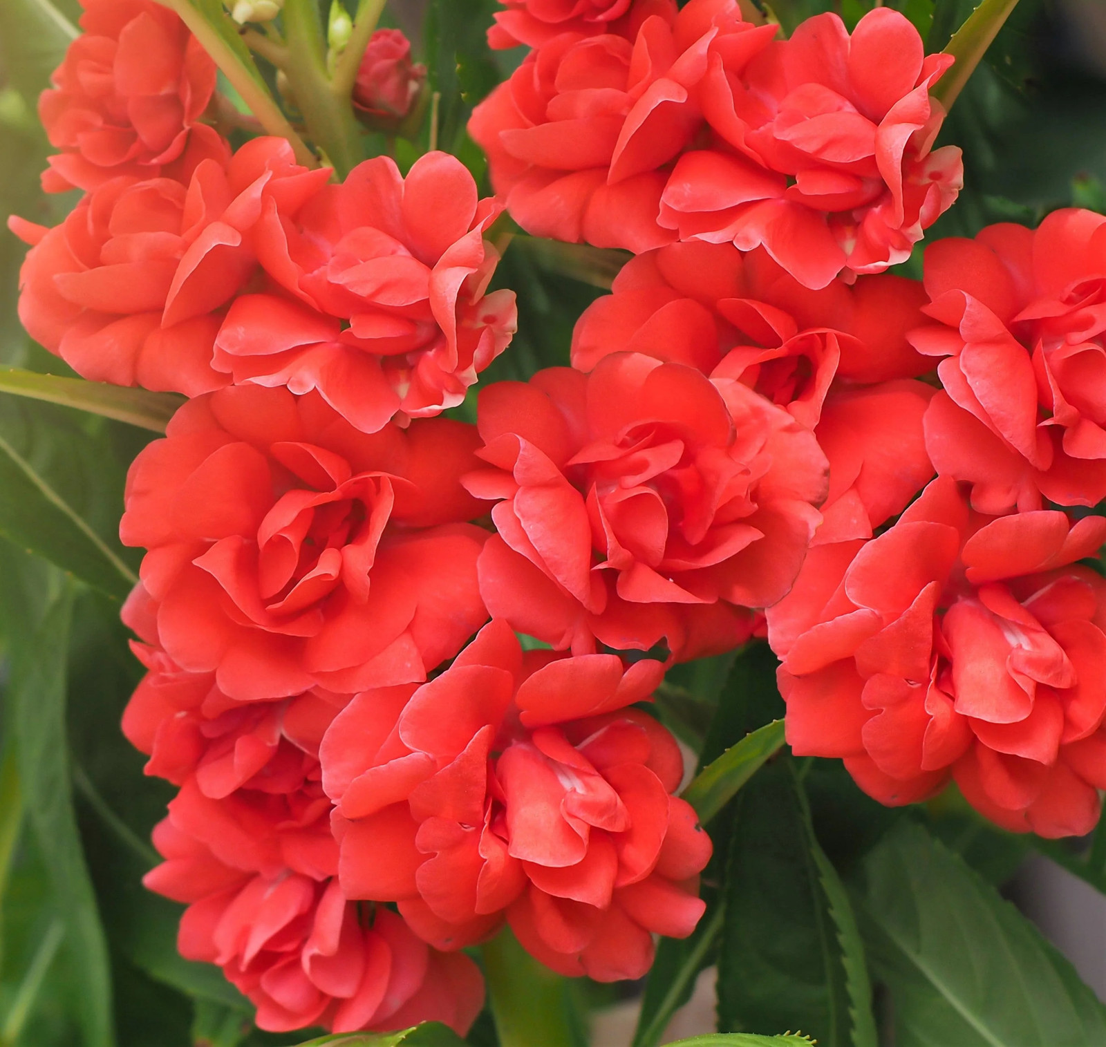 100 Mixed Dwarf TOM THUMB IMPATIENS Balsamina – Sun or Shade – Double Purple,