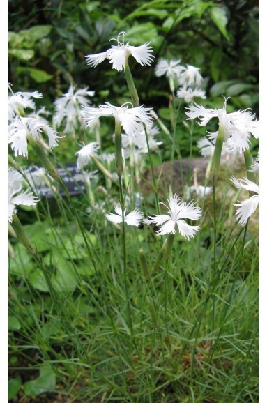 Dianthus strictus var. bebius | 20 Seeds