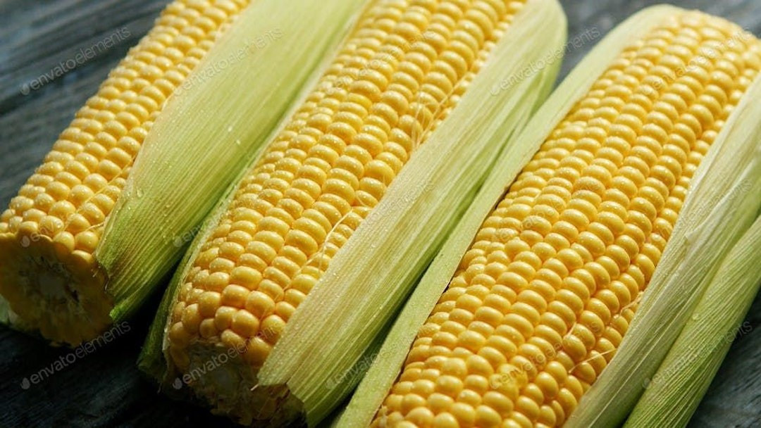 Peruvian Chulpe Corn Seeds (30) / Organic / Roasting Corn / Extremely Rare