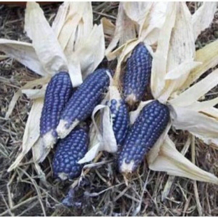 corn, BLUE SHAMAN POPCORN 20 seeds Heirloom Non-GMO GroCo BUY ANY 10 -SHIPS FREE
