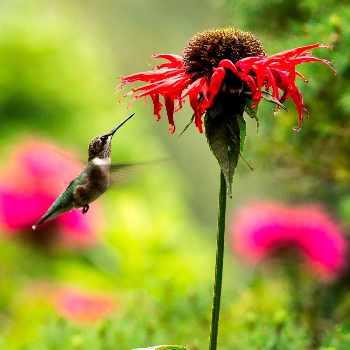 1000+ Wildflower Mix HUMMINGBIRD BUTTERFLY SEEDS – Perennials Annuals Heirloom