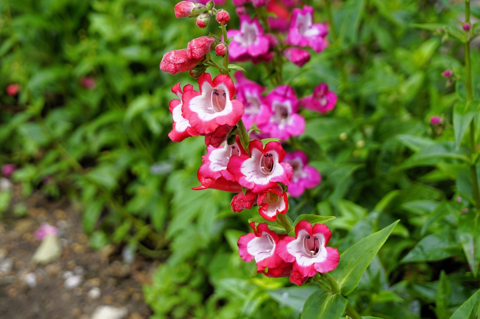 10 SCARLET PENSTEMON HARTWEGII Beardtongue Red White Flower Seeds *Comb S/H