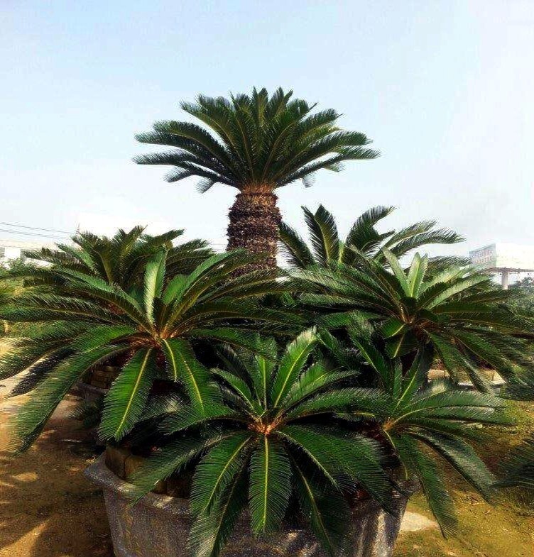 10 King Sago Palm Seeds (Cycas Revoluta) Rare Tropical Prehistoric Cycad Hardy-8