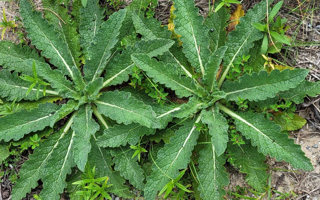Wand Mullein | 25 Seeds | Verbascum virgatum | Florida Grown | Wild Harvested
