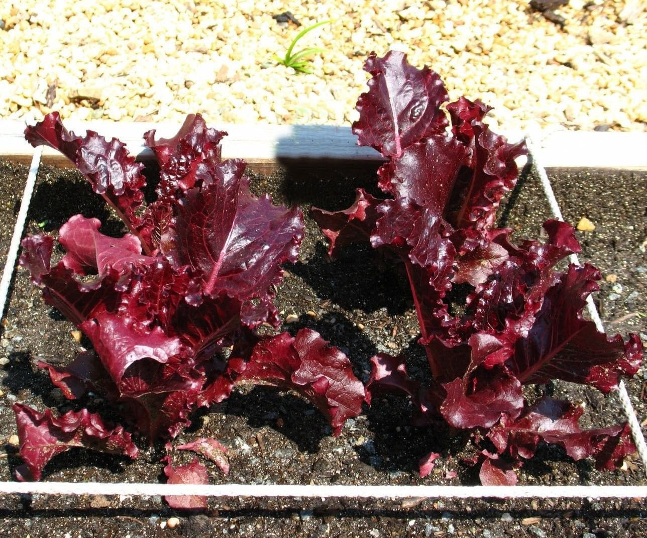 500+ Super Red Romaine Lettuce Seeds —– HEIRLOOM — ORGANIC ———- RARE