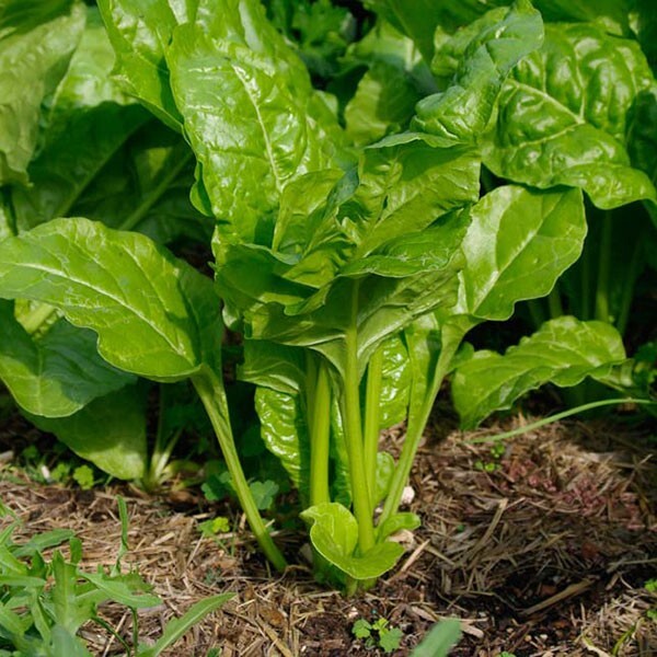 Spinach Viroflay, organically grow seeds / French Heirloom / NON GMO/ Large Leaf