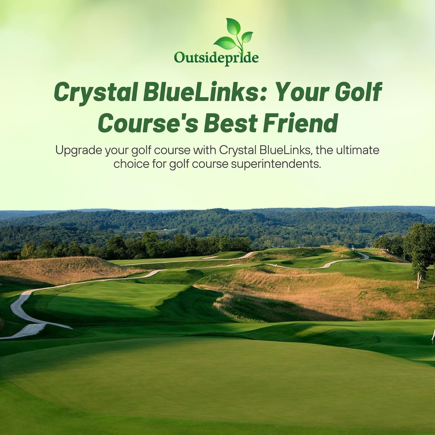 5 LBS Crystal Bluelinks Creeping Bent Grass Seed