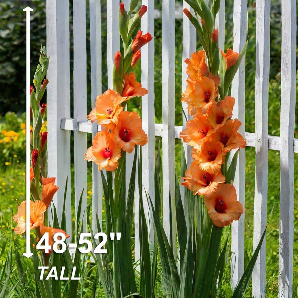 Gladiolus ‘Olympic Flame’ Flower Bulbs (Bag of 30/60/90) 12/14cm Spring Planting