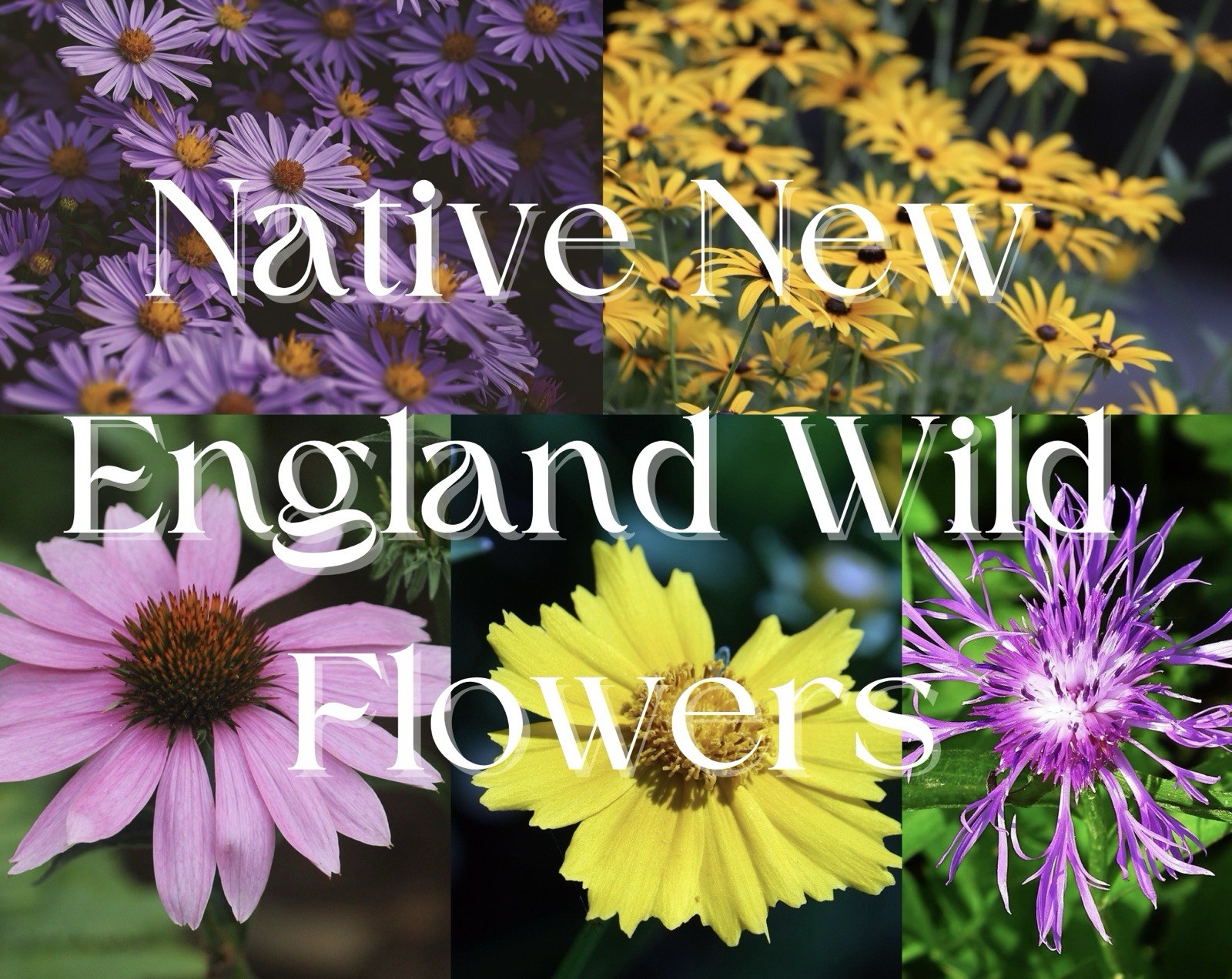 Native New England Wildflower Seed Mix – Hand-Blended – Pollinator Friendly