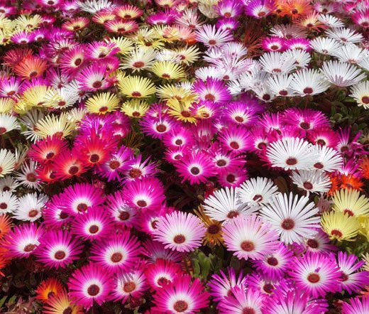 400 Seeds, Ice Plant Mix Seeds B113, Iceplant Ground Cover Bedding Xeriscape