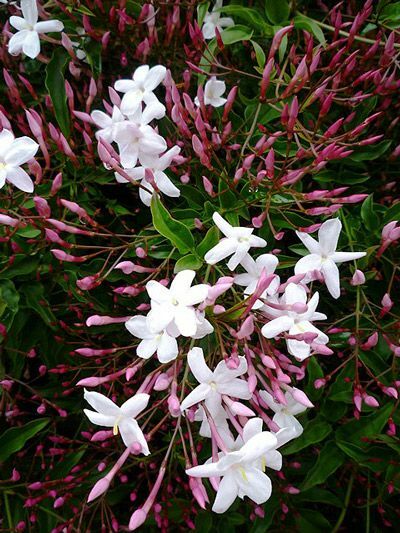 Pink Jasminum Polyanthum Live Plant
