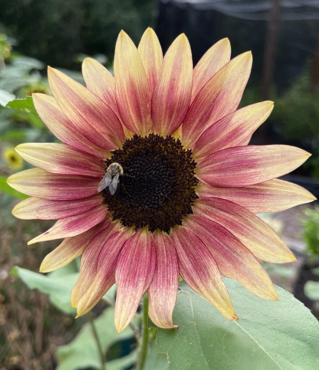 Strawberry Blonde Sunflower Seeds (helianthus annus) – 10 seeds