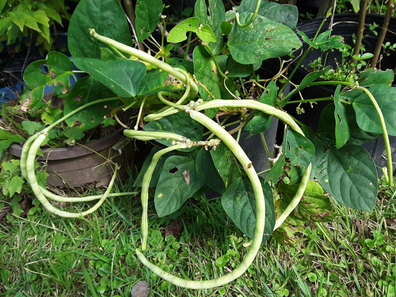 15 Organic Asian Long Bean Seeds (White,Short Variety), Dwarf/Bush Type.