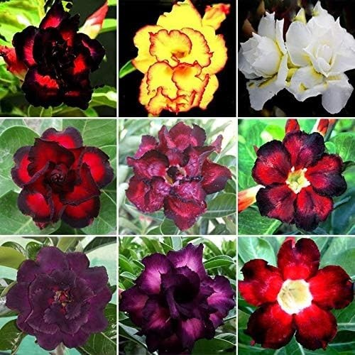 20 Mixed Color Desert Rose Seeds – Exotic Adenium Obesum for Indoor Gardening