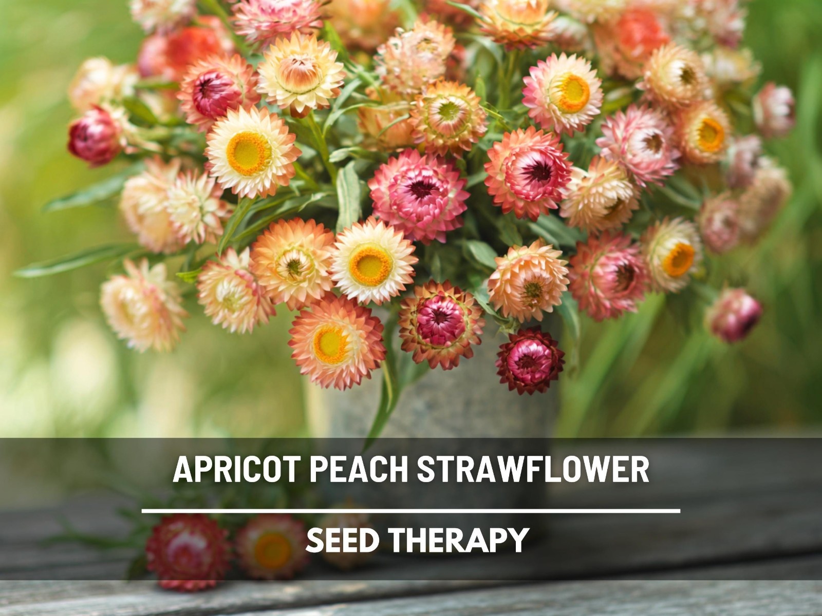 Apricot Peach Strawflower Seeds, Heirloom Cut Flower Favorite, USA Grown