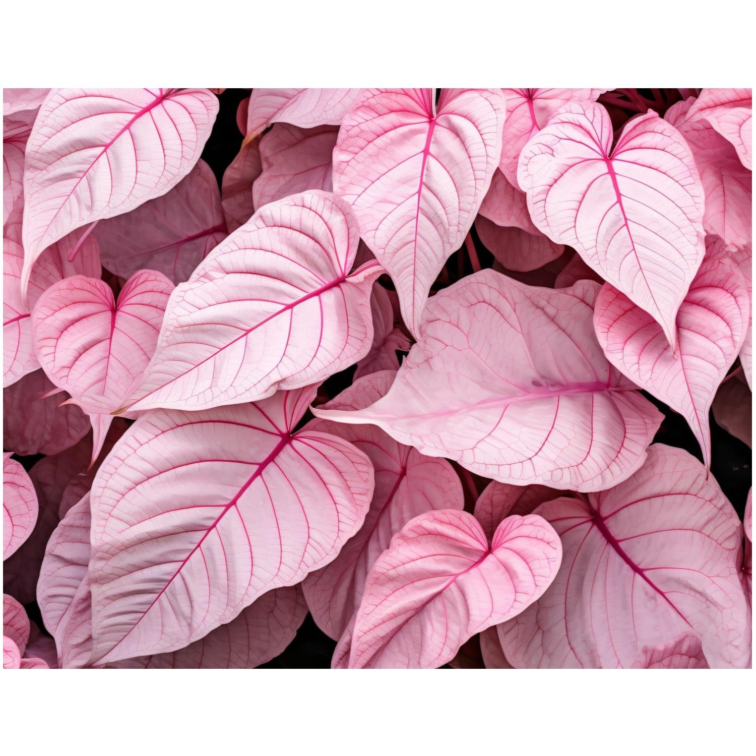 Stunning 6 Pinky Swear Caladium Bulbs – Perfect for Garden and Container Display