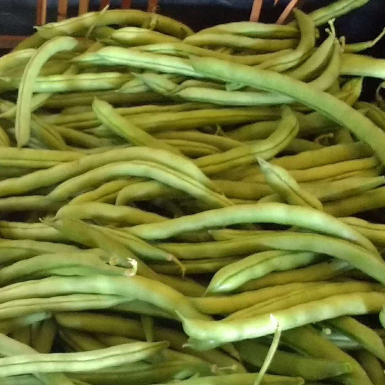 Blue Lake Pole Bean Seeds, Non GMO, Organically Grown, 25 Seeds